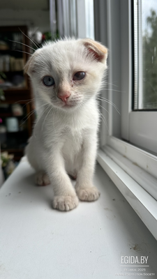 Нежная кошечка ищет дом