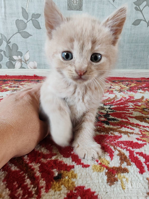 Персиковые котята мальчики в добрые руки