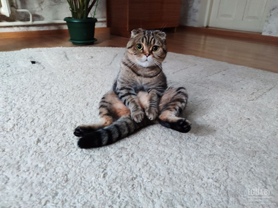 Кошка