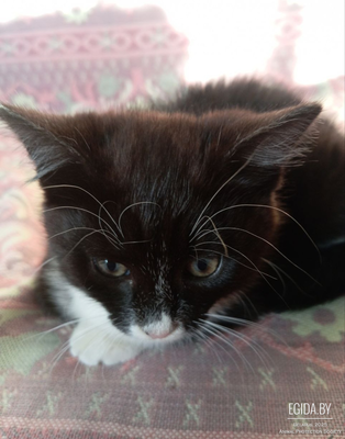Котёнок ищет дом