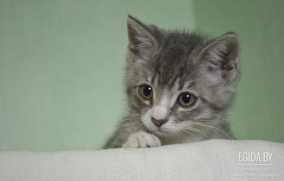 Котёнок Сержик 2,5 месяца в дар.