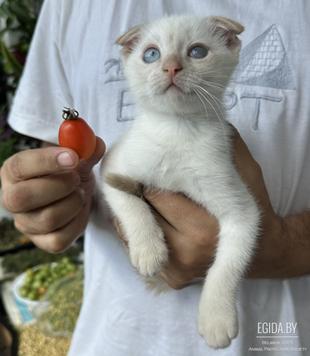 Вислоухая кошка окраса ред поинт в дар