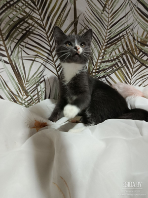 Котенок Грэй