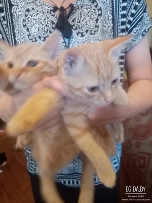Солнечные котята в дар