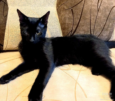 Нежный котик Яша ищет свою семью. Котенок в дар!