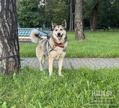 Собака в добрые руки!