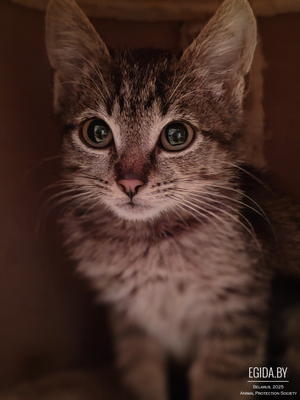 Котёнок Брюс ищет дом