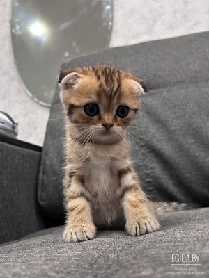 Шотландские котята