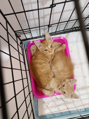 Котята в дар