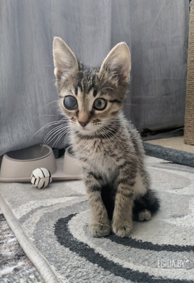 Котёнок в дар