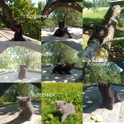 Котята ищут дом