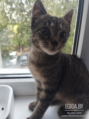 Котёнок мальчик