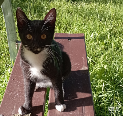 Котенок в дар