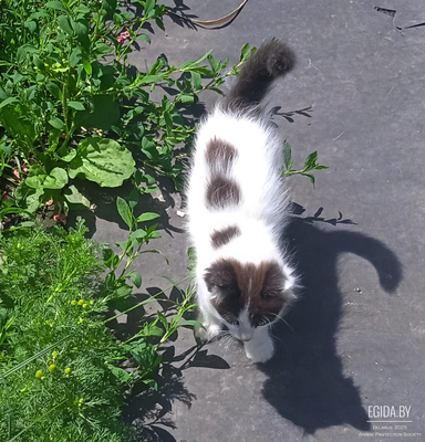 Отдам котят в добрые рука