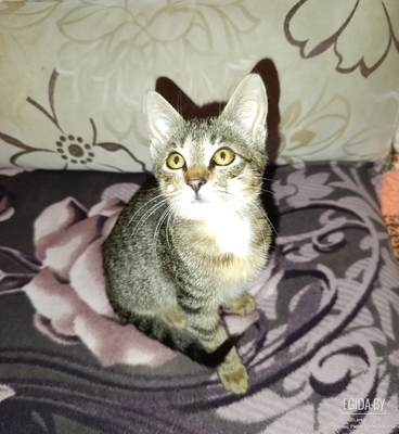 Котенок мальчик (очень ласковый)