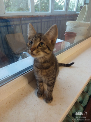 Кот