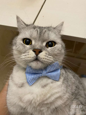 3-летний кот в подарок