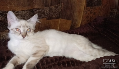 Котёнок девочка