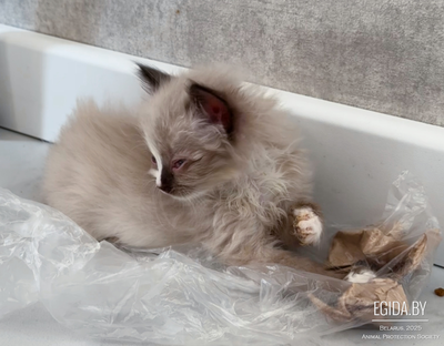 Котенок в дар