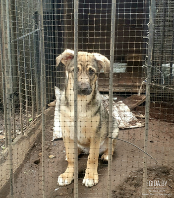 Щвепс печалится, ищет мамупапу