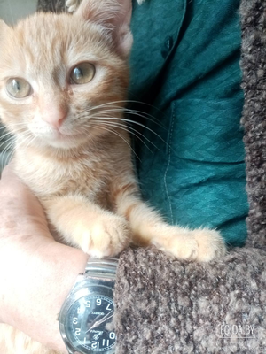 Котята в дар