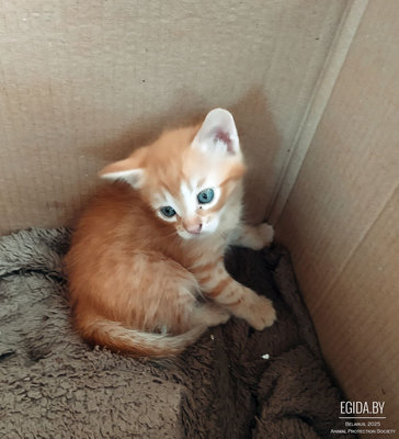 Рыжее солнышко котенок