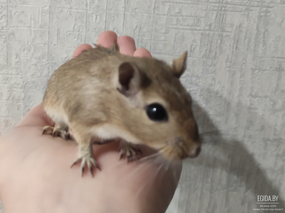 Песчанки