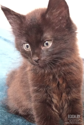 Котёнок ищет дом