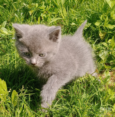 Котята ищут дом