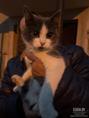 Ласковый котёнок ищет семью