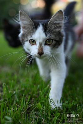 Мальчик котенок