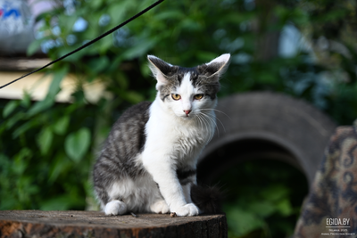 Девочка котенок