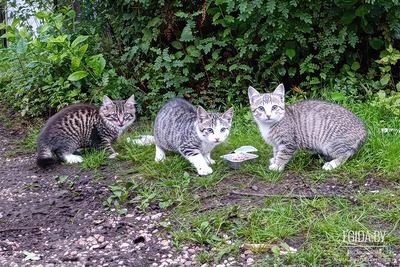 Котята с дач срочно ищут дом