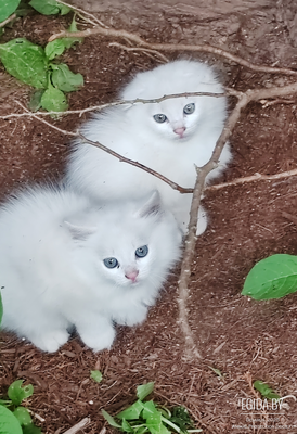 Белые котята.