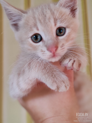 Котёнок Персик в добрые руки