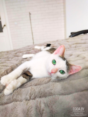 Кошечка Мята, красавица с изумрудными глазами, в поисках семьи