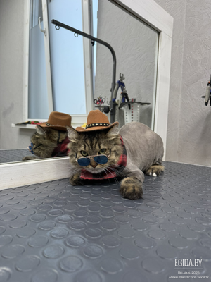 Феликс срочно ищет дом