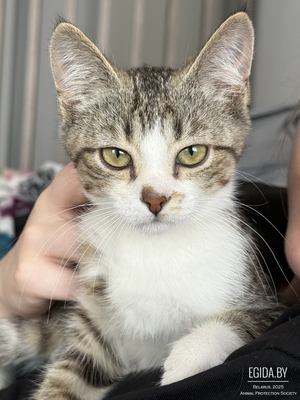 Котёнок Кит