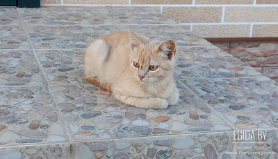 Милые котята в Столбцах