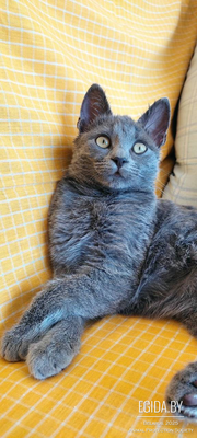 Домашний котенок в добрые руки