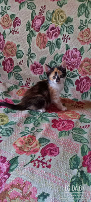 Котёнок в дар