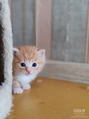 Котята в добрые руки!