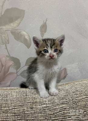 Котёнок (девочка) ищет дом