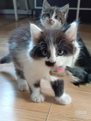 ✨ В добрые руки - два очаровательных котёнка! ✨