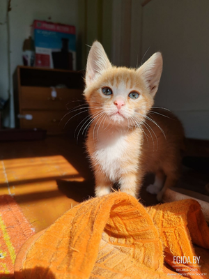 Котёнок Рыжик ищет дом