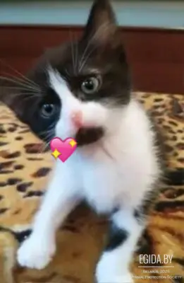 Ласковейший котенок Веня