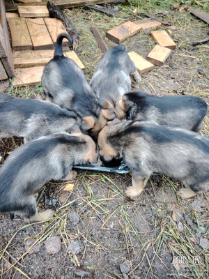 Малыши ищут дом