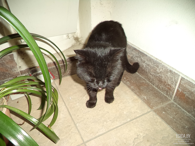 Найден чёрный кот, упитанный, явно домашний. Ищет семью.