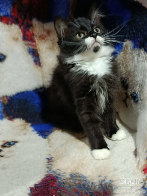 Прелестница Черри, 4 месяца