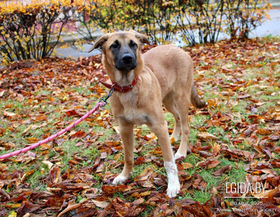 Очень ищет дом